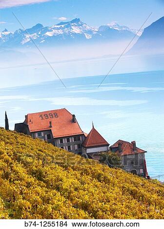 Picture - terrasse de lavaux, rivaz, vaud, suisse. Fotosearch