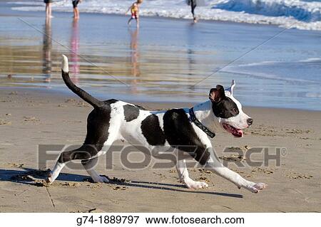 Terrier Running on Beach at Trinidad, California View Large Photo Image Stock Photo - Terrier Running on Beach at Trinidad, California. Fotosearch