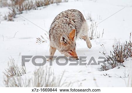 Picture - Tetons, a Coyote hunting in snow during winter at The National Elk Refuge near the city of Jackson in northern Wyoming. Fotosearch