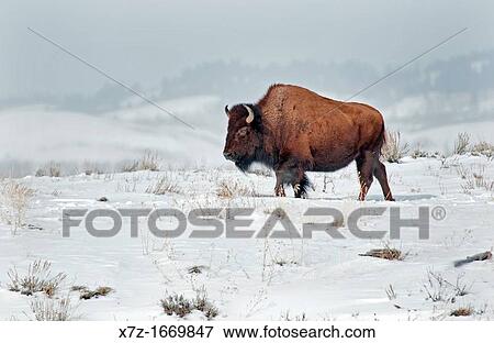 Tetons, American Bison in winter snow near the Gros Ventre River at Grand Teton National Park in northern Wyoming View Large Photo Image Stock Photo - Tetons, American Bison in winter snow near the Gros Ventre River at Grand Teton National Park in northern Wyoming. Fotosearch