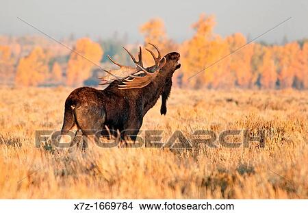 Tetons, Bull moose on Antelope Flats near the Gros Ventre River in Grand Teton National Park in northern Wyoming View Large Photo Image Picture - Tetons, Bull moose on Antelope Flats near the Gros Ventre River in Grand Teton National Park in northern Wyoming. Fotosearch