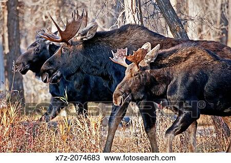 Tetons, Bull Moose with cow in the forest along the Gros Ventre River in Grand Teton National Park in northern Wyoming. View Large Photo Image Stock Image - Tetons, Bull Moose with cow in the forest along the Gros Ventre River in Grand Teton National Park in northern Wyoming.. Fotosearch