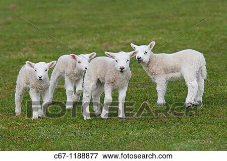 Texel Lambs March Norfolk View Large Photo Image Stock Photo - Texel Lambs March Norfolk. Fotosearch