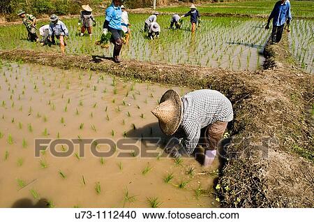 Thai farmers working in the paddy fields. View Large Photo Image Stock Image - Thai farmers working in the paddy fields.. Fotosearch