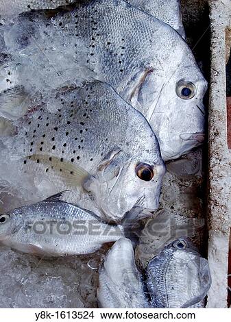 Picture - Thai fish in ice box at Thong Sala market, Koh Phangan, Thailand. Fotosearch