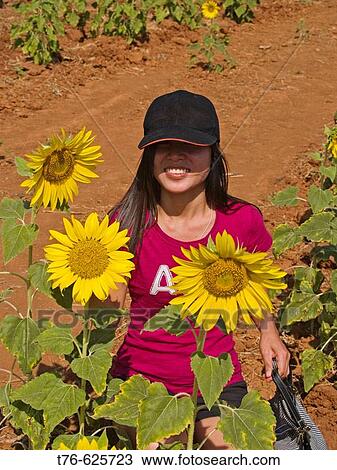 Thai smiles and colorful sunflowers, Saraburi, Thailand View Large Photo Image Stock Image - Thai smiles and colorful sunflowers, Saraburi, Thailand. Fotosearch