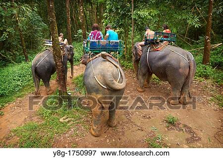 Thailand - Krabi province, Khao Lak National Park, elephant riding in tropical forest View Large Photo Image Stock Photo - Thailand - Krabi province, Khao Lak National Park, elephant riding in tropical forest. Fotosearch