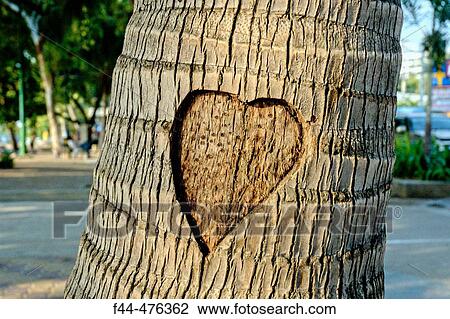 Thailand, Pattaya, Heart as love symbol carved into bark of palm tree View Large Photo Image Stock Image - Thailand, Pattaya, Heart as love symbol carved into bark of palm tree. Fotosearch