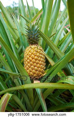 Thailand - tropical Asian pineapple fruit at the plantation View Large Photo Image Stock Photograph - Thailand - tropical Asian pineapple fruit at the plantation. Fotosearch