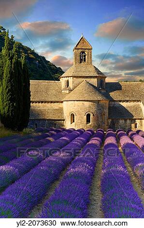 The 12th century Romanesque Cistercian Abbey of Notre Dame of Senanque ( 1148 ) set amongst the flowering lavender fields of Provence near Gordes, France. View Large Photo Image Stock Image - The 12th century Romanesque Cistercian Abbey of Notre Dame of Senanque ( 1148 ) set amongst the flowering lavender fields of Provence near Gordes, France.. Fotosearch