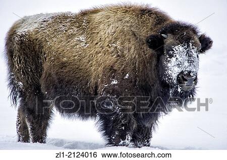 The American bison Bison bison, Wildlife of Yellowstone Park at Lamar Valley Mammoth Falls, Wyoming USA View Large Photo Image Stock Photograph - The American bison Bison bison, Wildlife of Yellowstone Park at Lamar Valley Mammoth Falls, Wyoming USA. Fotosearch
