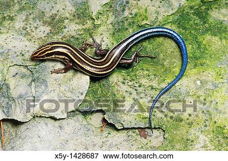 Stock Photo - The American Five-lined Skink Eumeces fasciatus is one of the most common lizards in the eastern U S. Fotosearch