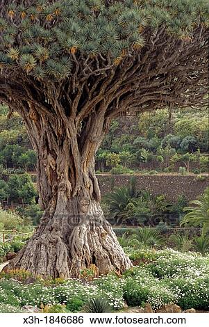 the ancient dragon tree Dracaena draco at Icod de Los Vinos, Tenerife, Canary Islands, Atlantic Ocean View Large Photo Image Stock Photograph - the ancient dragon tree Dracaena draco at Icod de Los Vinos, Tenerife, Canary Islands, Atlantic Ocean. Fotosearch