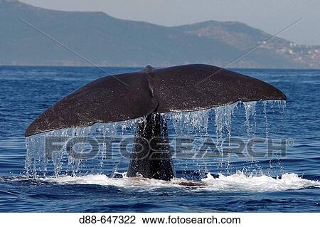 The animal defecates before diving. Sperm Whale. Physeter macrocephalus. View Large Photo Image Stock Image - The animal defecates before diving. Sperm Whale. Physeter macrocephalus.. Fotosearch