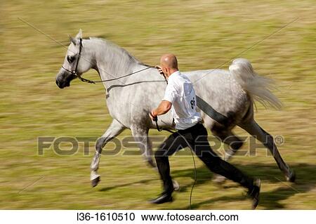 The annual arab horses auction? Polish Pride? in Janow Podlaski Arabian Horses Stud View Large Photo Image Stock Image - The annual arab horses auction? Polish Pride? in Janow Podlaski Arabian Horses Stud. Fotosearch