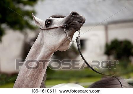 Stock Image - The annual arab horses auction? Polish Pride? in Janow Podlaski Arabian Horses Stud. Fotosearch
