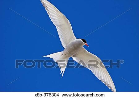 The Antarctic Tern Sterna vittata is a typical tern, ranging throughout the southern oceans View Large Photo Image Picture - The Antarctic Tern Sterna vittata is a typical tern, ranging throughout the southern oceans. Fotosearch