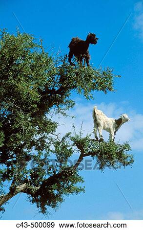 Stock Photo - The Argan trees (Argania spinosa) at the foothills of the Anti-Atlas mountains often are climbered by goats which feed on the olive-like fruits and the leaves. Anti-Atlas mountains, Morocco.. Fotosearch