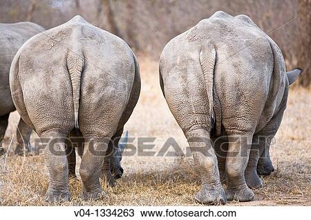 The backside of two rhinos (Ceratotherium simum), South Africa View Large Photo Image Stock Image - The backside of two rhinos (Ceratotherium simum), South Africa. Fotosearch