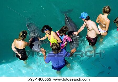 Stock Photography - The Bahamas Tourists get up close with dolphins under supervision at the Dolphin Experience on the island of Grand Bahama. Fotosearch