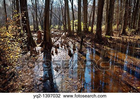 The Battle Creek Cypress Swamp, the northernmost site of naturally occurring bald cypress Taxodium distichum in North America, Prince Frederick, Maryland View Large Photo Image Stock Image - The Battle Creek Cypress Swamp, the northernmost site of naturally occurring bald cypress Taxodium distichum in North America, Prince Frederick, Maryland. Fotosearch