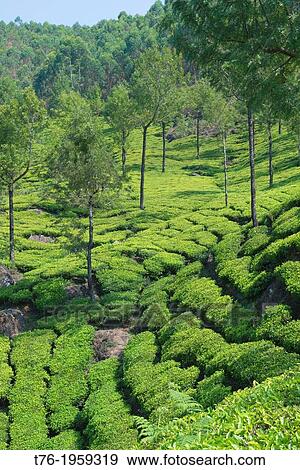 Stock Photo - The beautiful tea plantations of Munnar, a hill station in Kerala, India.. Fotosearch
