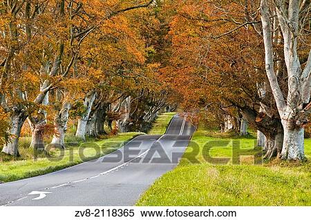 Stock Photography - The beech avenue at Kingston Lacy in full autumn colour.. Fotosearch