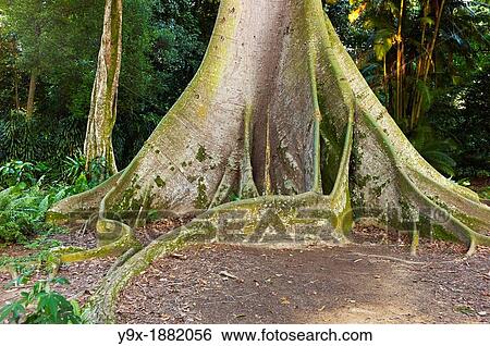 The big Kapok Ceiba pentandra tree at The Singapore Botanical Gardens View Large Photo Image Stock Photograph - The big Kapok Ceiba pentandra tree at The Singapore Botanical Gardens. Fotosearch