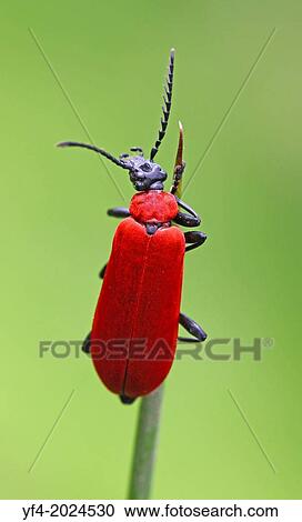 The Black-headed Cardinal beetle (Pyrochroa coccinea). View Large Photo Image Stock Image - The Black-headed Cardinal beetle (Pyrochroa coccinea).. Fotosearch