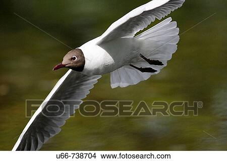Picture - The Black-headed Gull (Larus ridibundus). Fotosearch