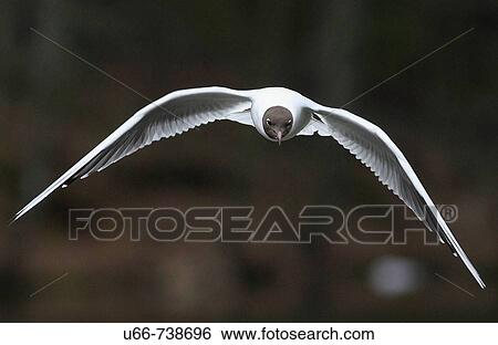 The Black-headed Gull (Larus ridibundus) View Large Photo Image Stock Photograph - The Black-headed Gull (Larus ridibundus). Fotosearch