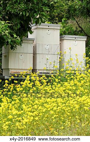 Stock Photo - The blooming yellow flowers of White mustard (Sinapis alba) in front of bee hives. Location: Male Karpaty, Slovakia.. Fotosearch