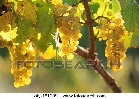 The bunch of grapes in the evening sun on the foothills of Male Karpaty, Slovakia View Large Photo Image Stock Image - The bunch of grapes in the evening sun on the foothills of Male Karpaty, Slovakia. Fotosearch