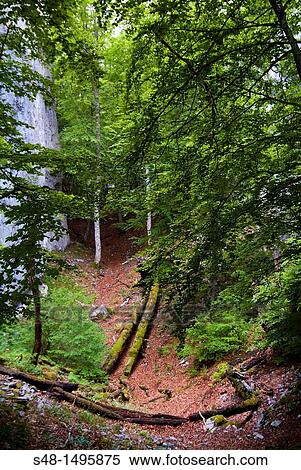 The Canalaonda, in the natural park of the Collados del Ason. Cantabria. Spain. Europe. View Large Photo Image Stock Photography - The Canalaonda, in the natural park of the Collados del Ason. Cantabria. Spain. Europe.. Fotosearch