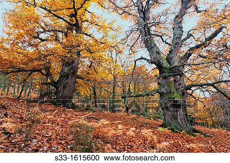 The Castaar del Tiemblo in the Iruelas Valley Sierra de Gredos? vila Castilla Le? n Spain View Large Photo Image Stock Image - The Castaar del Tiemblo in the Iruelas Valley Sierra de Gredos? vila Castilla Le? n Spain. Fotosearch