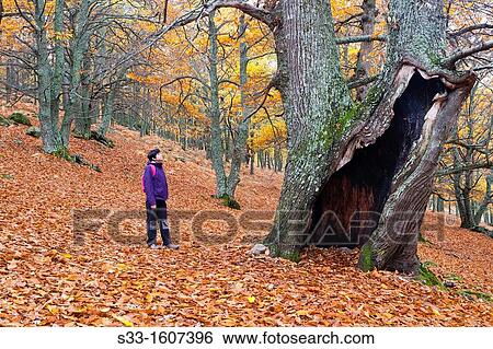 The Castaar del Tiemblo in the Iruelas Valley Sierra de Gredos? vila Castilla Le? n Spain View Large Photo Image Stock Photograph - The Castaar del Tiemblo in the Iruelas Valley Sierra de Gredos? vila Castilla Le? n Spain. Fotosearch