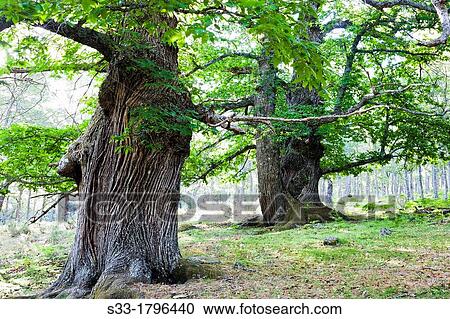 Stock Image - The Castaar del Tiemblo Sierra de Gredos? vila Castilla Le? n Spain. Fotosearch