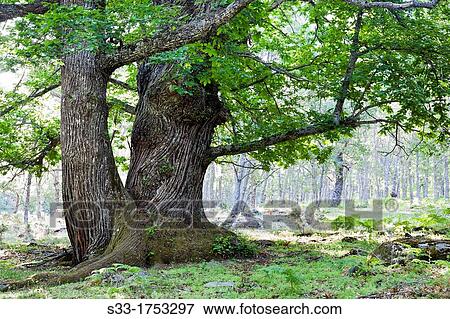Stock Photo - The Castaar del Tiemblo Sierra de Gredos? vila Castilla Le? n Spain. Fotosearch
