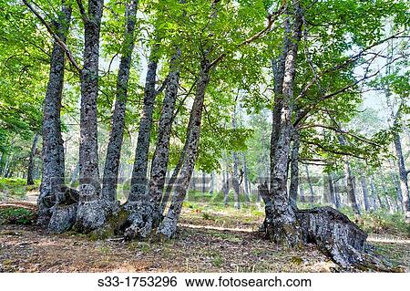 The Castaar del Tiemblo Sierra de Gredos? vila Castilla Le? n Spain View Large Photo Image Stock Photograph - The Castaar del Tiemblo Sierra de Gredos? vila Castilla Le? n Spain. Fotosearch
