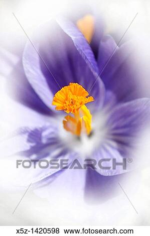 Stock Photo - The center of a blooming Dutch Crocus with effects. Fotosearch