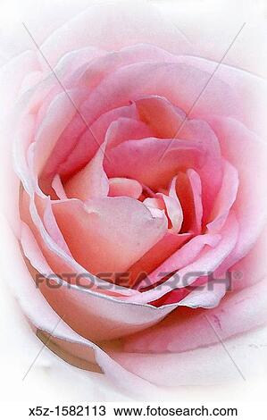 The center of a pink Rose with effects View Large Photo Image Stock Image - The center of a pink Rose with effects. Fotosearch
