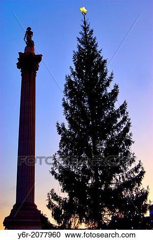 The Christmas tree in Trafalgar Square in the heart of London England over the Christmas period. It is an annual gift from Norway in gratitude for liberation in World War 2. View Large Photo Image Stock Image - The Christmas tree in Trafalgar Square in the heart of London England over the Christmas period. It is an annual gift from Norway in gratitude for liberation in World War 2.. Fotosearch