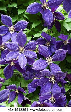 Stock Image - The Clematis Jackmanii in full bloom. Fotosearch