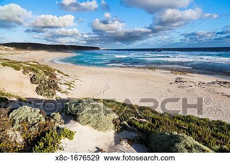 The coastline at Hanson Bay on Kangaroo Island, australia Kangaroo Island is the third largest island of Australia and famous for the national parks and their wildlife Australia, South Australia View Large Photo Image Stock Photo - The coastline at Hanson Bay on Kangaroo Island, australia Kangaroo Island is the third largest island of Australia and famous for the national parks and their wildlife Australia, South Australia. Fotosearch