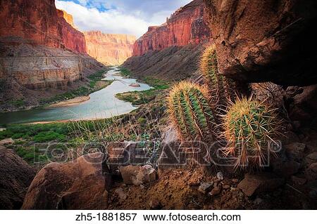 The Colorado River meandering through the Marble Canyon section of Grand Canyon National Park with barrel cacti in foreground View Large Photo Image Stock Photo - The Colorado River meandering through the Marble Canyon section of Grand Canyon National Park with barrel cacti in foreground. Fotosearch