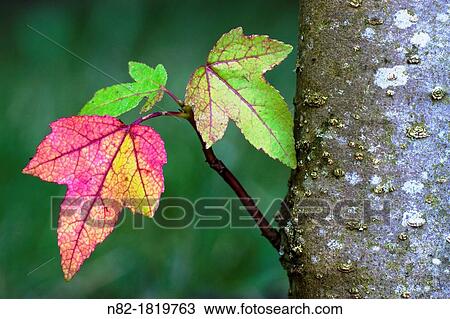 Stock Image - The colorful leaves of the American sweetgum or Red gum Liquidambar styraciflua in autumn - Bavaria/Germany. Fotosearch