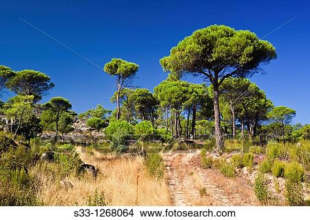 Picture - The Concejo pineswood in Cadalso de los Vidrios Madrid Spain. Fotosearch