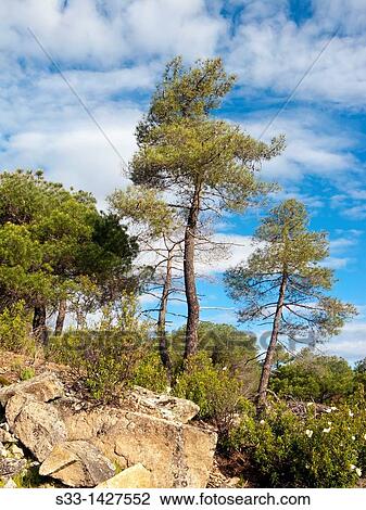 The Concejo pinewood in Cadalso de los Vidrios Madrid Spain View Large Photo Image Stock Image - The Concejo pinewood in Cadalso de los Vidrios Madrid Spain. Fotosearch