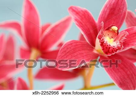the cymbidium orchid often used as a symbol of Spring. View Large Photo Image Stock Photograph - the cymbidium orchid often used as a symbol of Spring.. Fotosearch