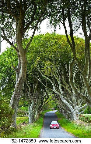 The Dark Hedges Ballymoney Countryside Antrim County, Northern Ireland, Europe. View Large Photo Image Stock Photo - The Dark Hedges Ballymoney Countryside Antrim County, Northern Ireland, Europe.. Fotosearch